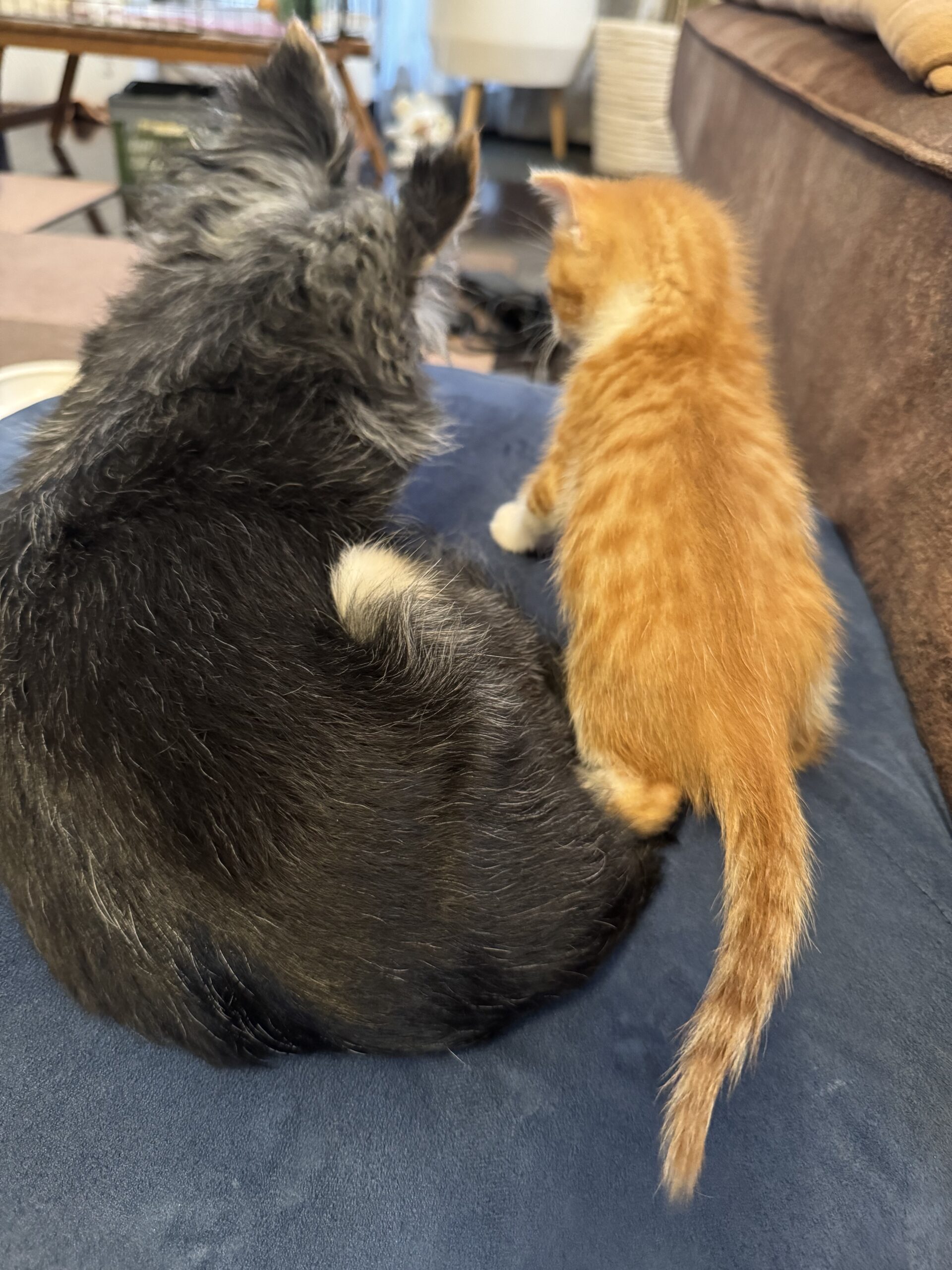 仔猫