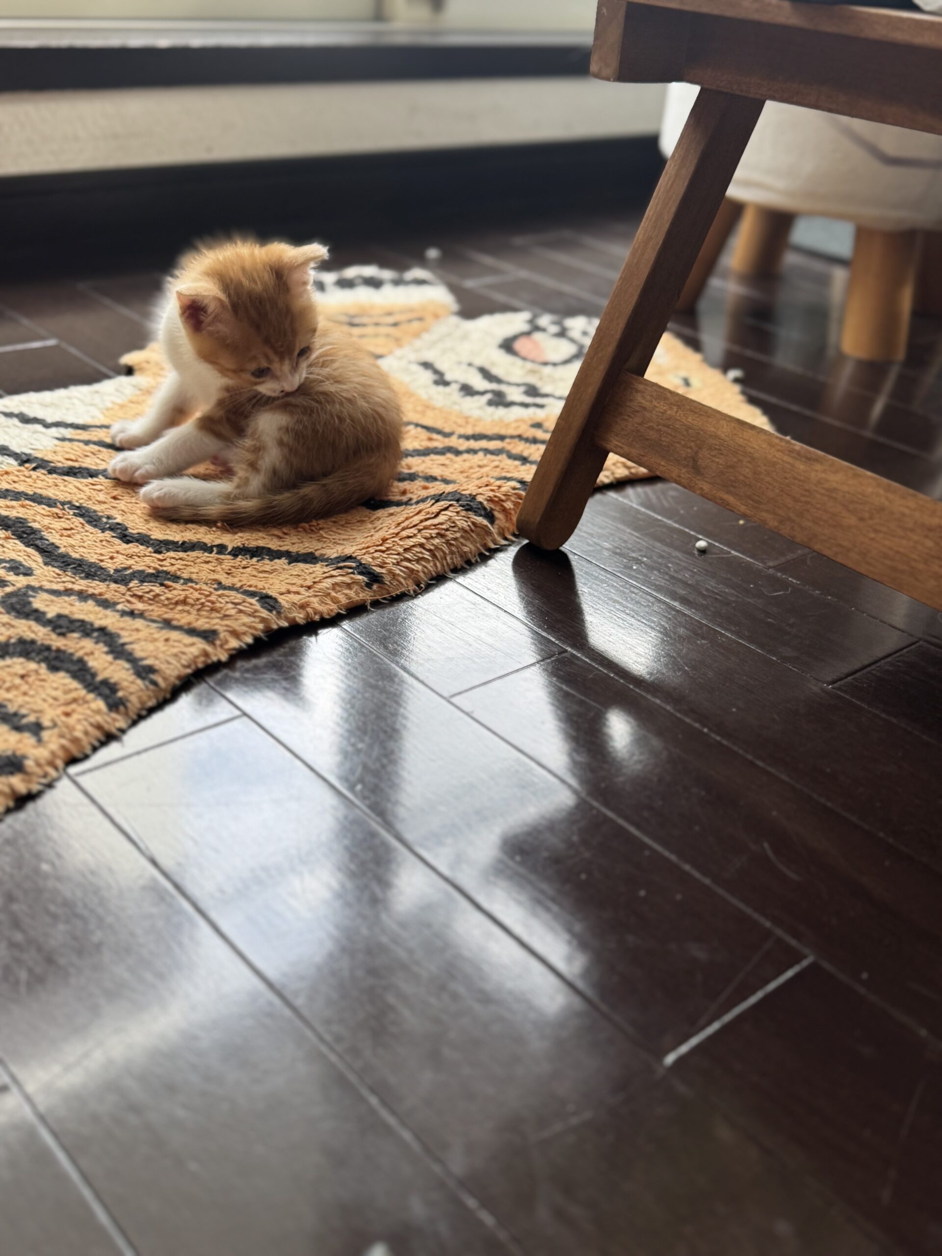 仔猫②